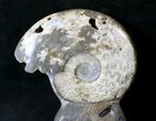 Large Polished Ammonite Fossil With Stone Base - Tall #20180-4